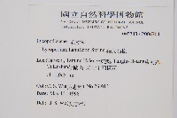 福氏石松藏品圖，第2張