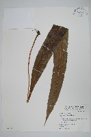 大星蕨藏品圖，第1張