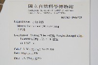 大星蕨藏品圖，第2張