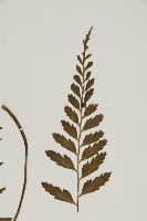 裂葉鐵角蕨藏品圖，第3張