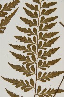 裂葉鐵角蕨藏品圖，第4張