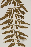 裂葉鐵角蕨藏品圖，第5張