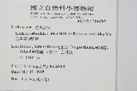 三角葉陵齒蕨藏品圖，第2張