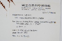 連珠蕨藏品圖，第2張