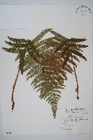 尖葉耳蕨藏品圖，第1張