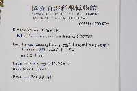 尖葉耳蕨藏品圖，第2張