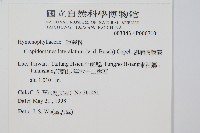 翅柄假膜蕨藏品圖，第2張