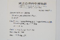 細葉蕗蕨藏品圖，第2張