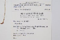 韓氏耳蕨藏品圖，第2張