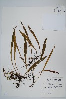 柳葉劍蕨藏品圖，第1張