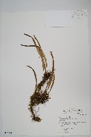 擬芨瓦葦藏品圖，第1張