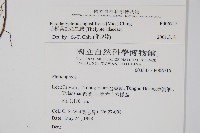 小梯葉副金星蕨藏品圖，第2張