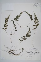 小梯葉副金星蕨藏品圖，第1張