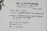 小梯葉副金星蕨藏品圖，第2張