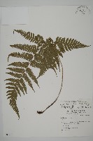 愛德氏肋毛蕨藏品圖，第1張