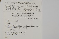 愛德氏肋毛蕨藏品圖，第2張