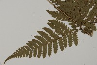 愛德氏肋毛蕨藏品圖，第3張