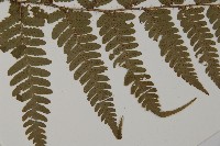 愛德氏肋毛蕨藏品圖，第4張