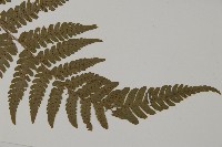 愛德氏肋毛蕨藏品圖，第5張