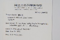 全緣卷柏藏品圖，第2張