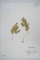 異葉卷柏藏品圖，第1張