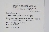 異葉卷柏藏品圖，第2張