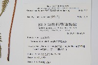 天草鳳尾蕨藏品圖，第2張