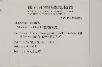 鞭葉鐵線蕨藏品圖，第2張