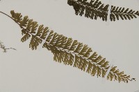 鞭葉鐵線蕨藏品圖，第3張