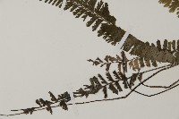 鞭葉鐵線蕨藏品圖，第4張