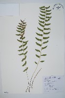 臺灣耳蕨藏品圖，第1張