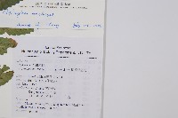 鋸齒雙蓋蕨、線葉雙蓋蕨、刺鱗雙蓋蕨藏品圖，第2張