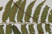 鋸齒雙蓋蕨、線葉雙蓋蕨、刺鱗雙蓋蕨藏品圖，第4張