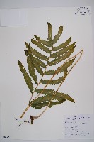 邊緣鱗蓋蕨藏品圖，第1張