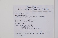 邊緣鱗蓋蕨藏品圖，第2張