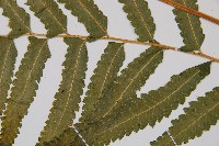 邊緣鱗蓋蕨藏品圖，第4張