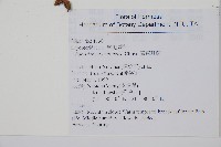 臺東耳蕨藏品圖，第2張