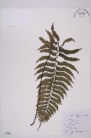 剪葉鐵角蕨藏品圖，第1張