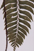 剪葉鐵角蕨藏品圖，第3張