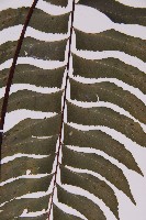 剪葉鐵角蕨藏品圖，第4張