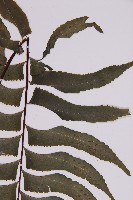 剪葉鐵角蕨藏品圖，第5張