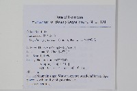 日本金粉蕨藏品圖，第2張