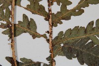 日本狗脊蕨藏品圖，第3張