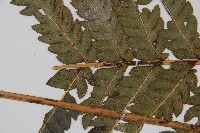 日本狗脊蕨藏品圖，第4張