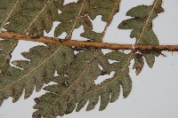 日本狗脊蕨藏品圖，第5張