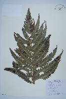 日本狗脊蕨藏品圖，第6張