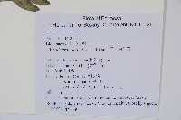 日本狗脊蕨藏品圖，第7張