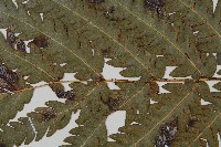 日本狗脊蕨藏品圖，第9張