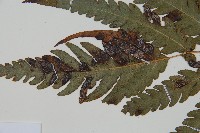 日本狗脊蕨藏品圖，第10張