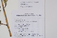落鱗鱗毛蕨藏品圖，第2張